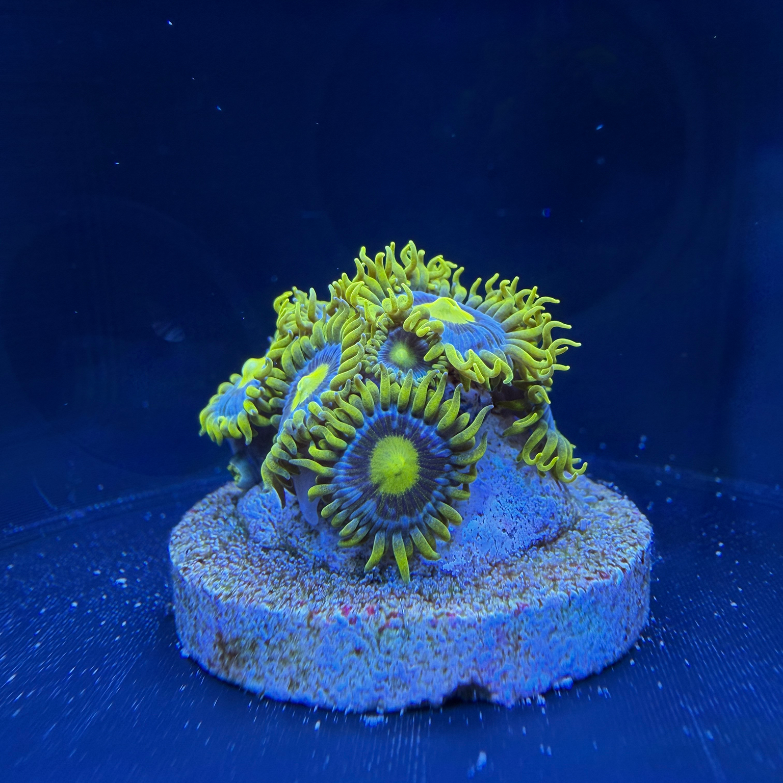 FragFrame – Reef Safe PETG Coral Photography Station