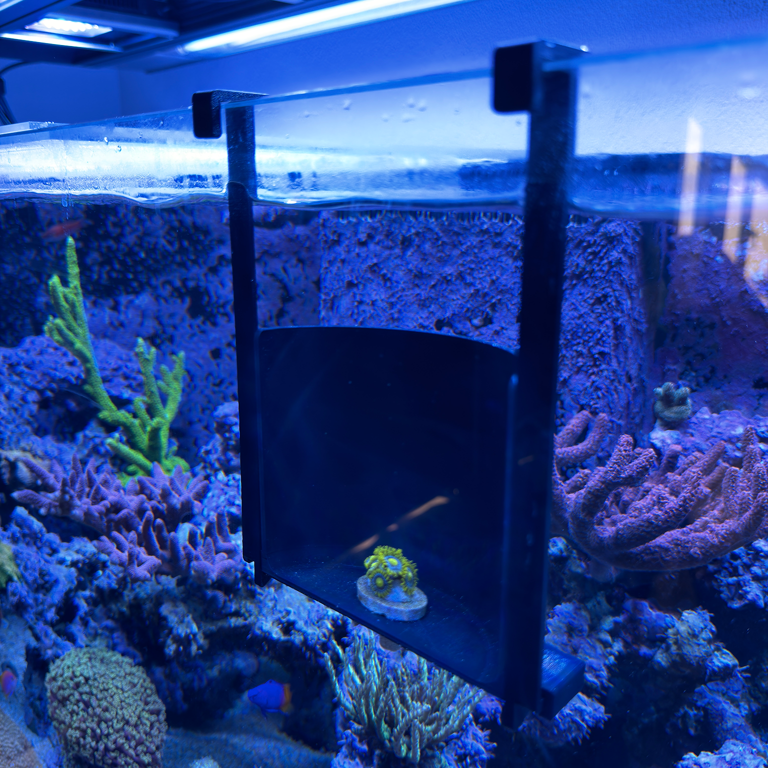 FragFrame – Reef Safe PETG Coral Photography Station