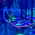 Hang-On Coral Frag Rack