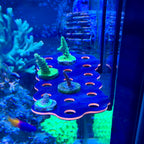 Hang-On Coral Frag Rack
