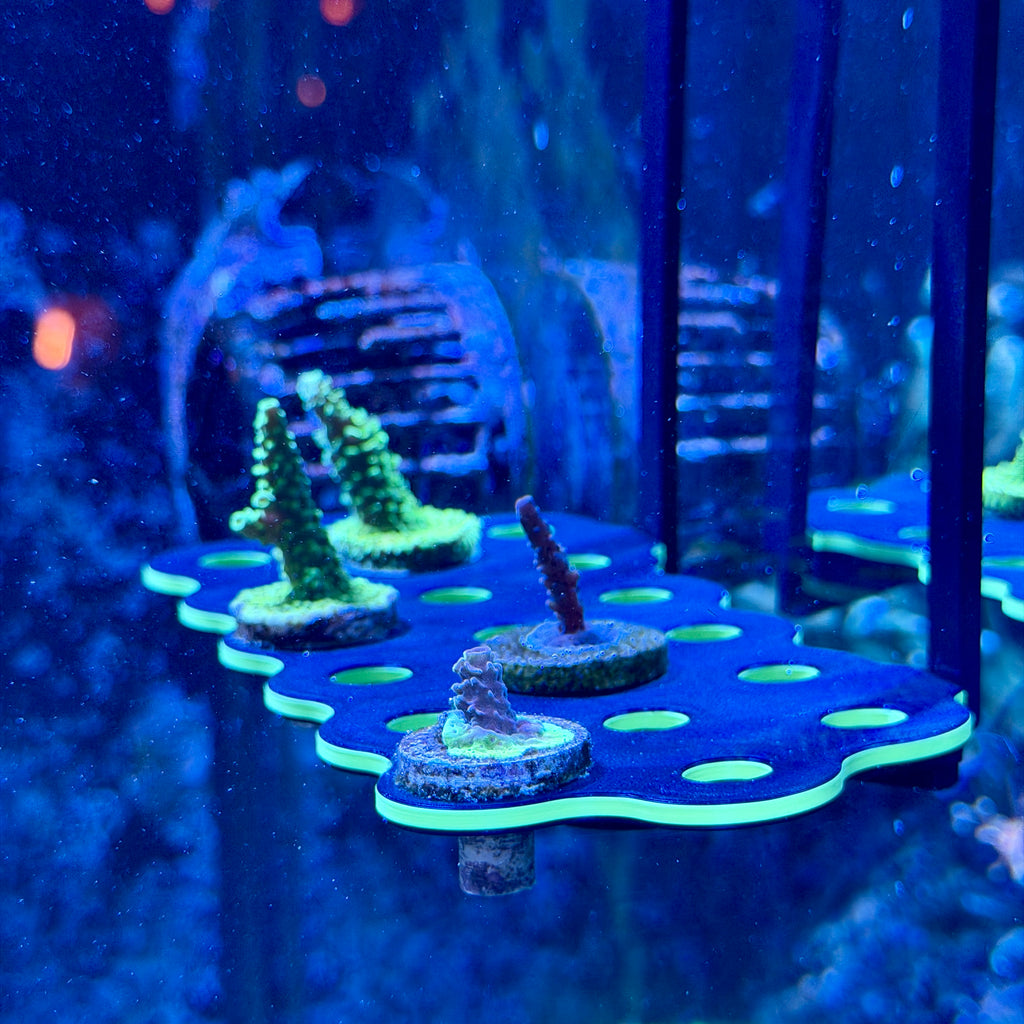 Hang-On Coral Frag Rack