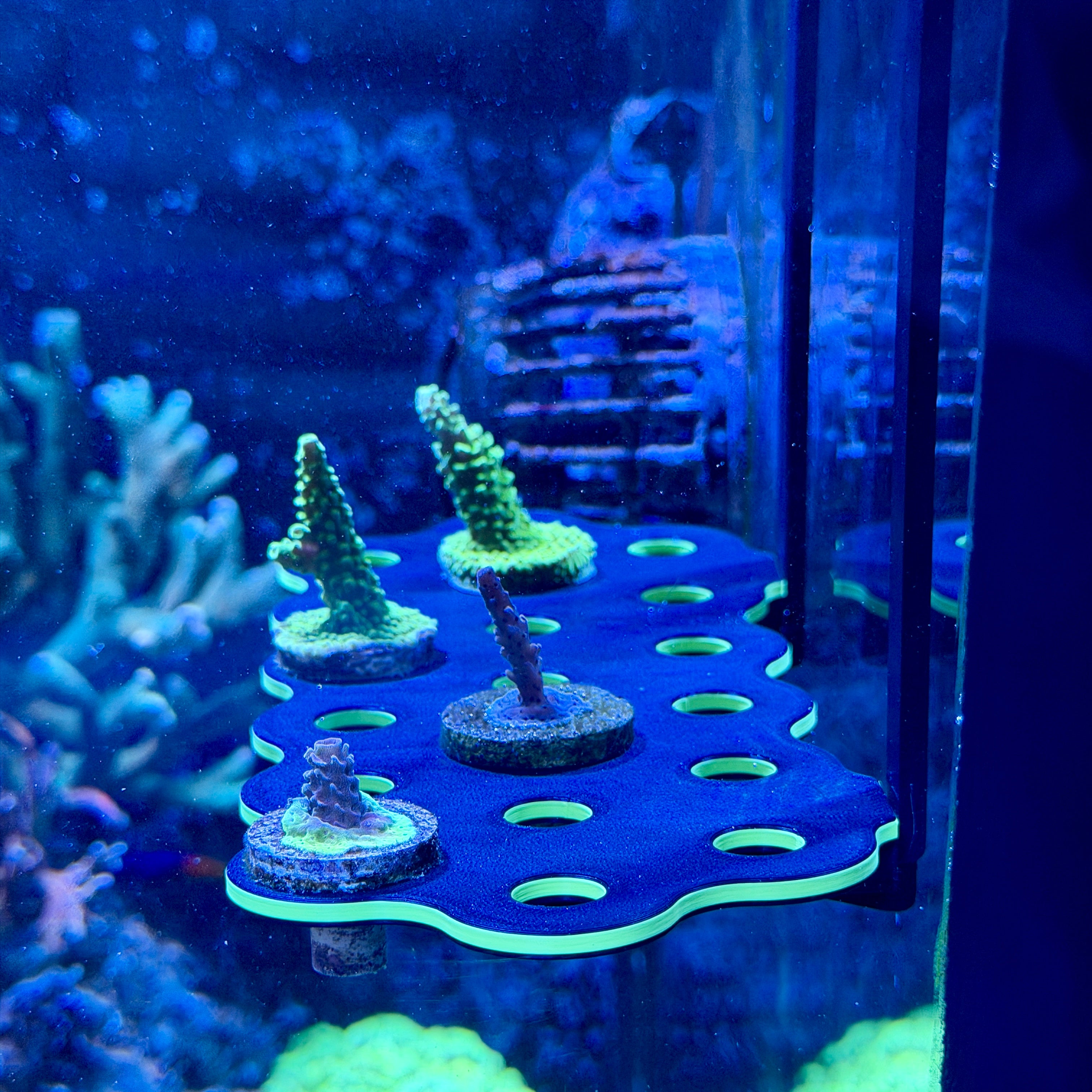 Hang-On Coral Frag Rack