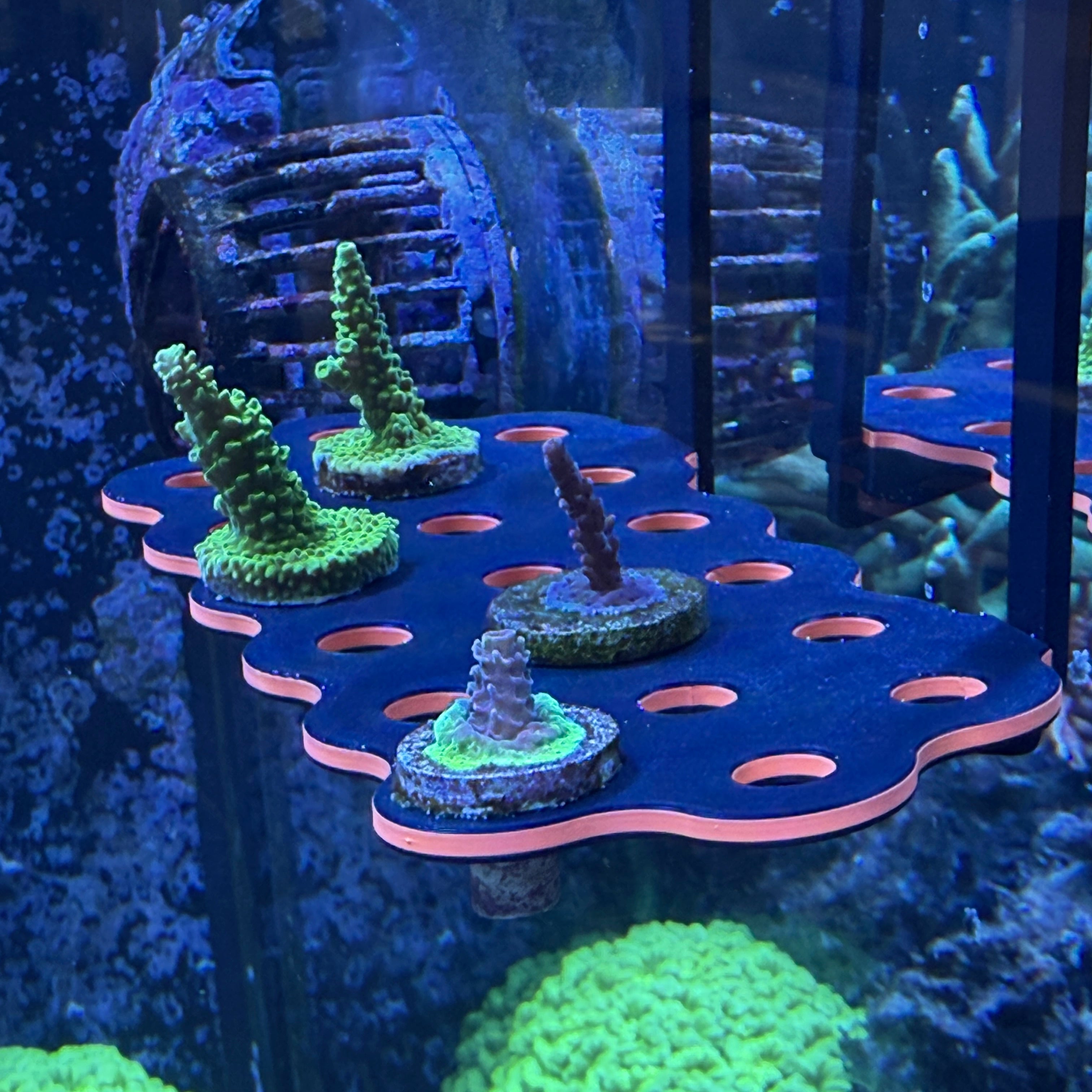 Hang-On Coral Frag Rack - 3Dreefing-Solutions