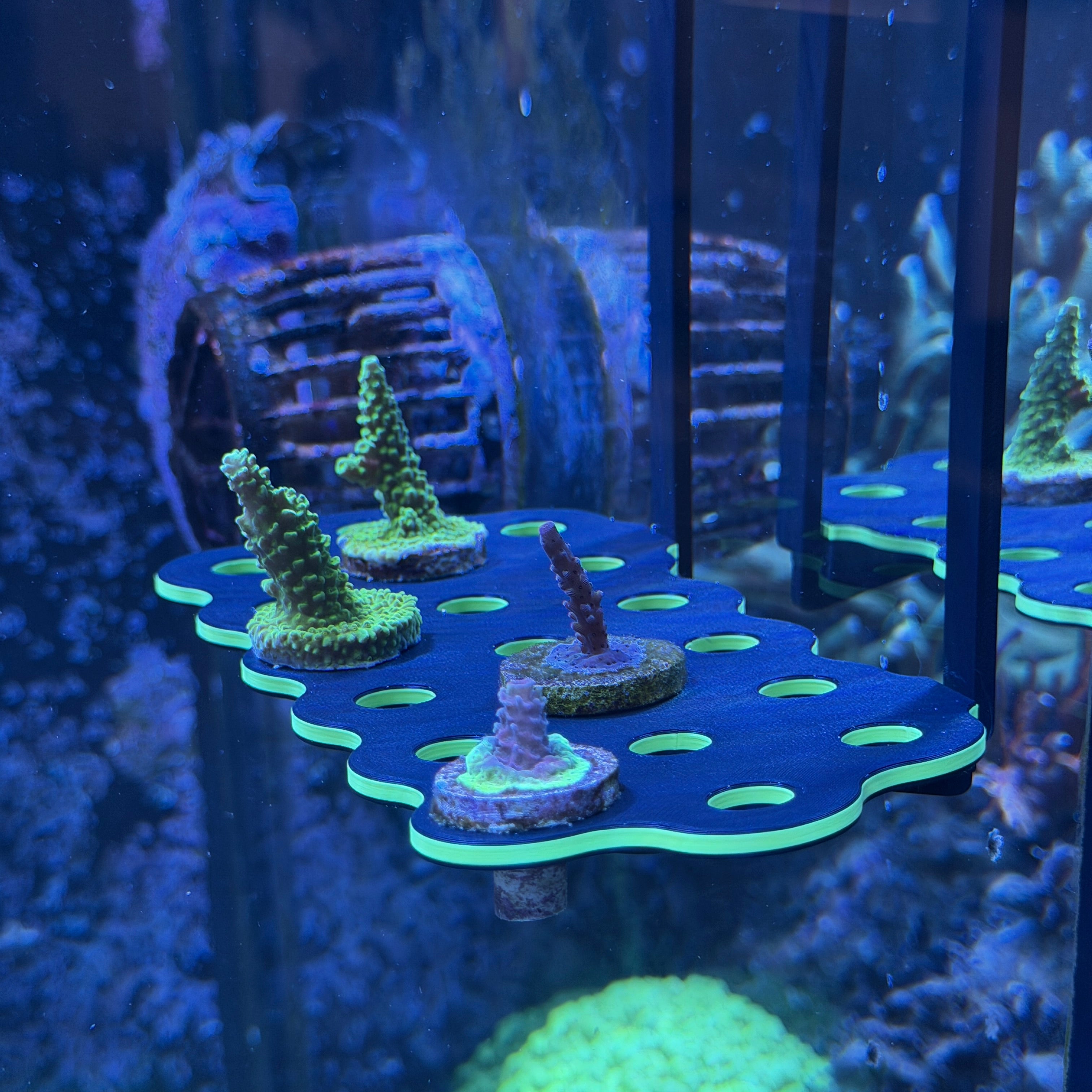 Hang-On Coral Frag Rack - 3Dreefing-Solutions